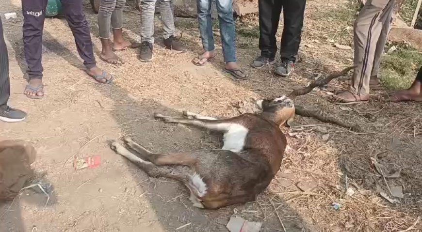 बड़ी लापरवाही : कुत्तों के झुंड का शिकार बना काला हिरण, ग्रामीणों की सूचना के बाद भी वन विभाग पर सुध न लेने का आरोप