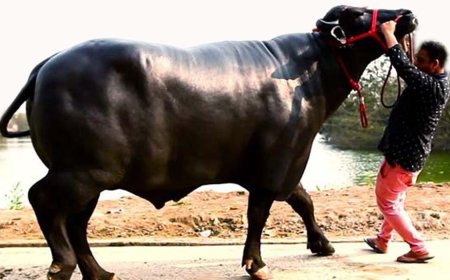 जब खो गया लाडला भैसा तो कोर्ट की शरण में गया पशुपालक