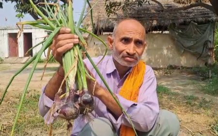 अब बिहार में भी होगी काले प्याज, चावल, और गेहूं की खेती. पश्चिम चंपारण के किसान ने कर दी शुरुआत