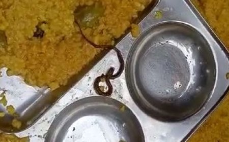 अररिया के सरकारी स्कूल में बच्चो के खाने में मिला साप का बच्चा ,जानिये क्या है पूरी ख़बर?