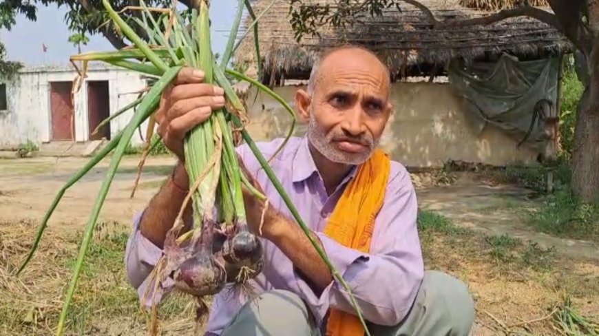 अब बिहार में भी होगी काले प्याज, चावल, और गेहूं की खेती. पश्चिम चंपारण के किसान ने कर दी शुरुआत