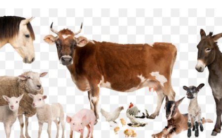 क्या आपने अपने पेट्स का बीमा करवाया ?