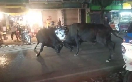 पश्चिम चंपारण में  सांडों का भिड़ंत , कुंए में गिरने से एक की मौत एक को बचाया गया