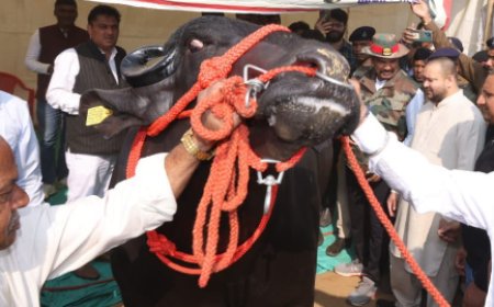 तेजस्वी यादव भी पहुंचे 10 करोड़ के भैंसे को देखने, कहा - गाय के साथ-साथ अच्छी नस्ल की भैंस भी पाले