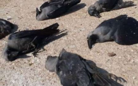 मुंगेर में लगातार कौओं की मौत से दहशत, बर्ड फ्लू की आशंका!