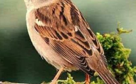 शहर के हर पार्कों में बनेगा गौरैया कुटीर,पटना के एसकेपुरी पार्क से होगी इसकी शुरूआत