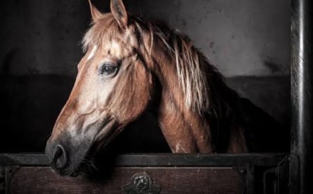 शराबबंदी वाले बिहार में घोड़े कर रहे शराब की तस्करी, चार कार्टून अंग्रेजी दारू के साथ पुलिस ने पकड़ा
