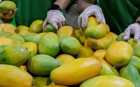 पटना में इस दिन से शुरू होगा आम महोत्सव 2025, ‘आम खाओ-इनाम पाओ’बच्चों के लिए खास आकर्षण