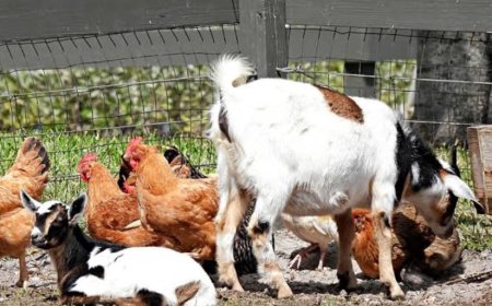 सावन खत्म होते ही बकरी ने मांसाहारी बनने का किया फैसला,खाया चिकेन,नया अवतार देख चौंके लोग