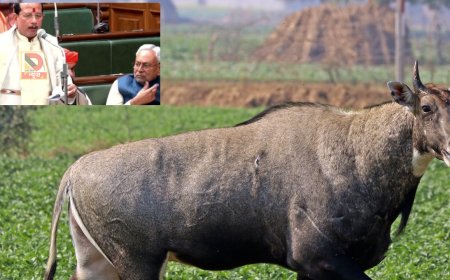 बिहार में अब 'नीलगाय' नहीं, 'घोड़परास' और 'नील बकरी,:' विधानसभा में उप मुख्यमंत्री विजय सिन्हा की अपील