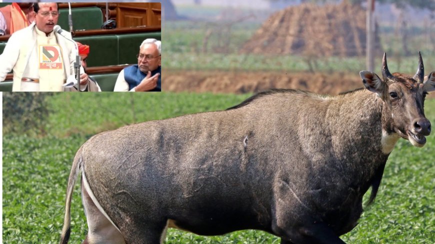 बिहार में अब 'नीलगाय' नहीं, 'घोड़परास' और 'नील बकरी,:' विधानसभा में उप मुख्यमंत्री विजय सिन्हा की अपील