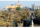 किसानों से क्रय किये गए गन्ना मूल्य का हुआ सौ फीसदी भुगतान, चीनी मिलों ने पिछले वर्ष खरीदे थे 572.66 लाख क्विंटल गन्ना
