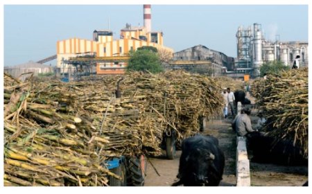 किसानों से क्रय किये गए गन्ना मूल्य का हुआ सौ फीसदी भुगतान, चीनी मिलों ने पिछले वर्ष खरीदे थे 572.66 लाख क्विंटल गन्ना