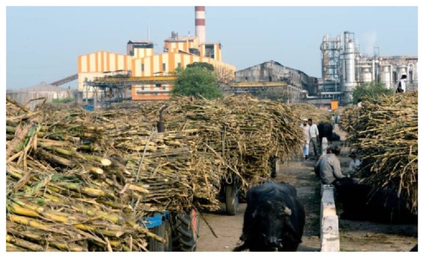 किसानों से क्रय किये गए गन्ना मूल्य का हुआ सौ फीसदी भुगतान, चीनी मिलों ने पिछले वर्ष खरीदे थे 572.66 लाख क्विंटल गन्ना